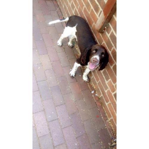 Beautiful Springer Spaniel dog