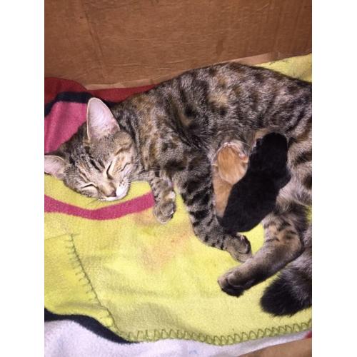 Beautiful mummy cat and her 2 babies