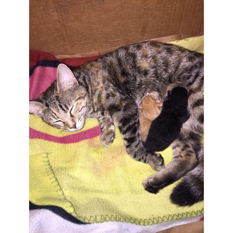 Beautiful mummy cat and her 2 babies