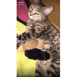 Beautiful mummy cat and her 2 babies