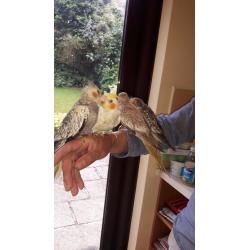 HAND REARED BABY COCKATIEL FOR SALE.