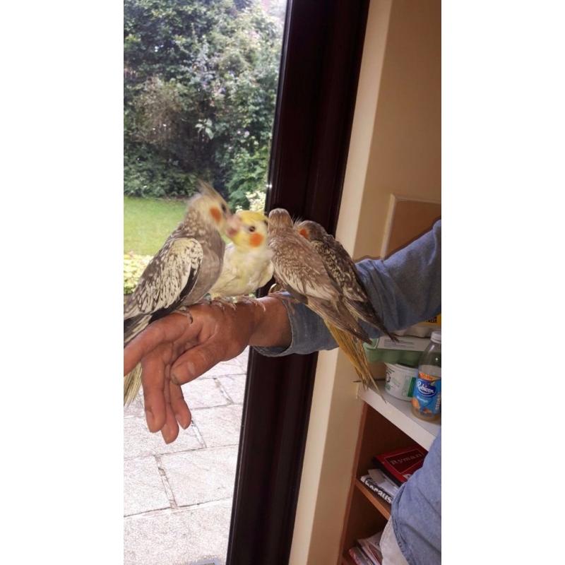 HAND REARED BABY COCKATIEL FOR SALE.