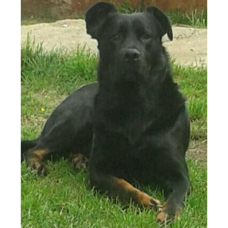 Unfortunately need to rehome a beautiful rottweiler cross