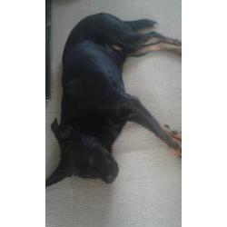 Unfortunately need to rehome a beautiful rottweiler cross