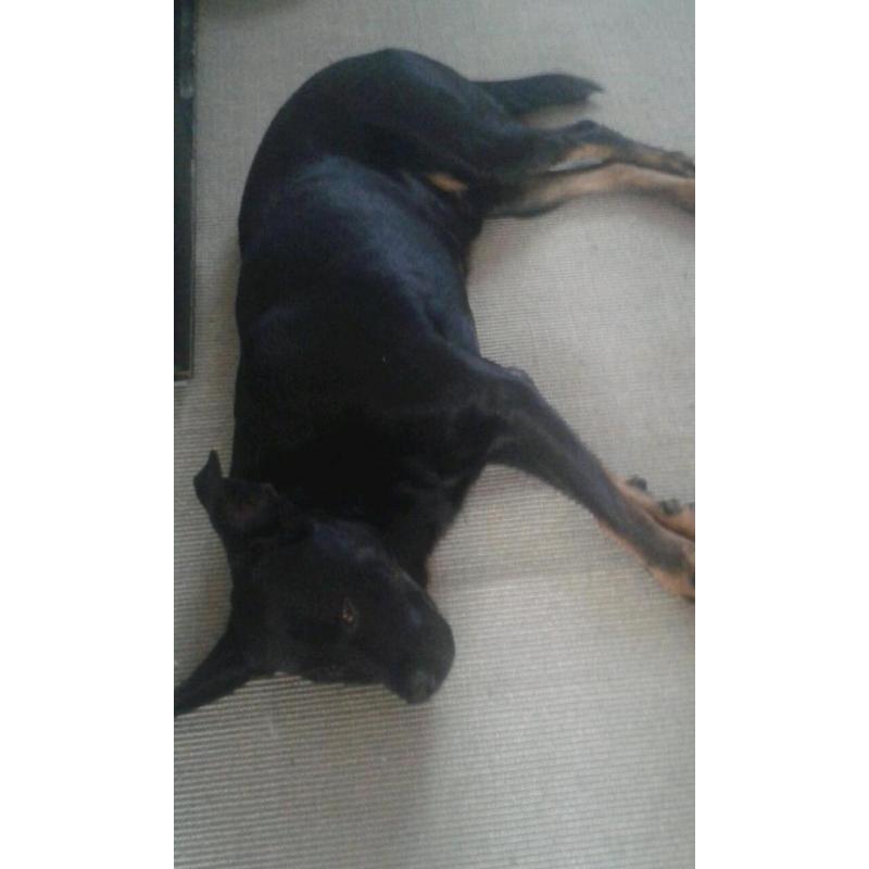 Unfortunately need to rehome a beautiful rottweiler cross