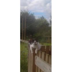 2 male cats