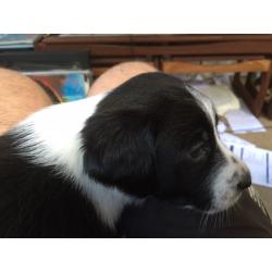 Springer Spaniel x Sprollie puppies