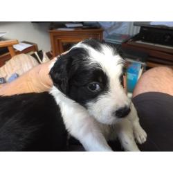 Springer Spaniel x Sprollie puppies