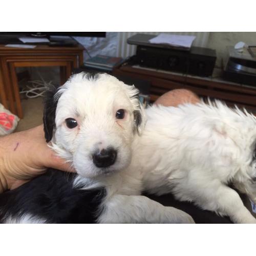 Springer Spaniel x Sprollie puppies