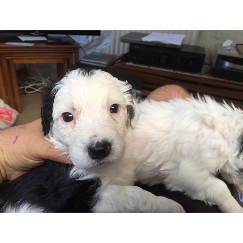 Springer Spaniel x Sprollie puppies