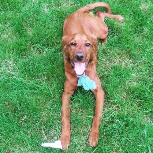 Irish red setter puppy dog
