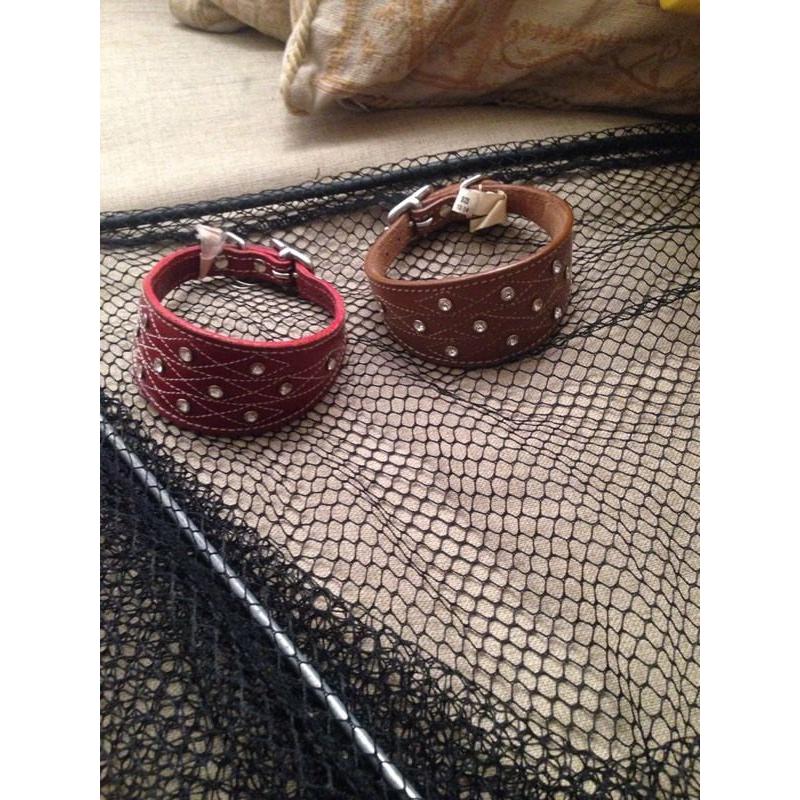 greyhound/ whippet collars