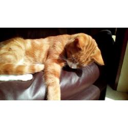 Kittens / young cats