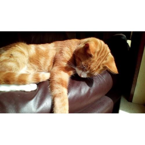 Kittens / young cats