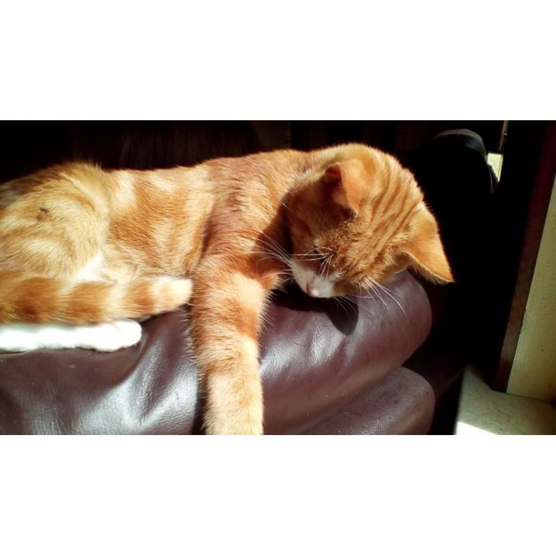 Kittens / young cats