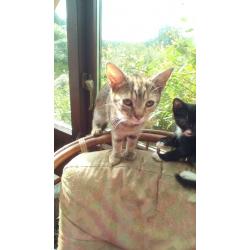 Kittens / young cats