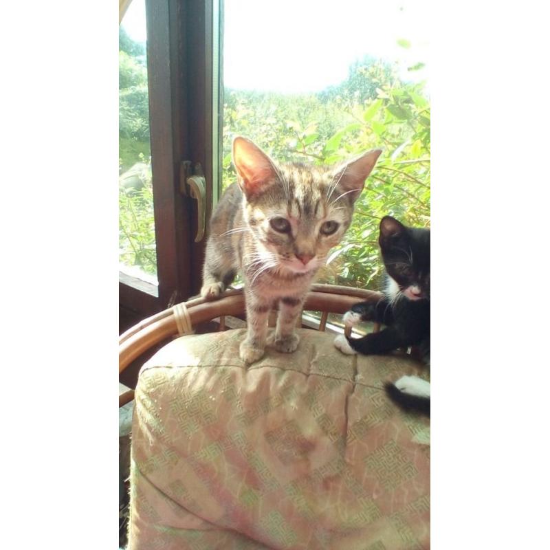 Kittens / young cats