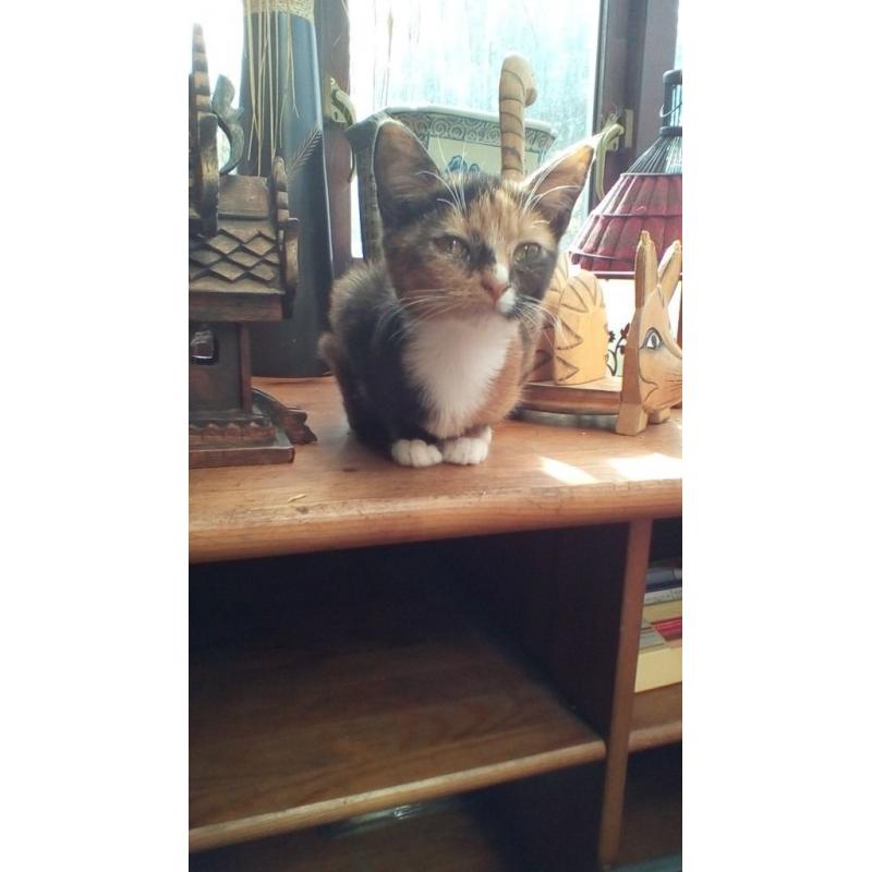 Kittens / young cats