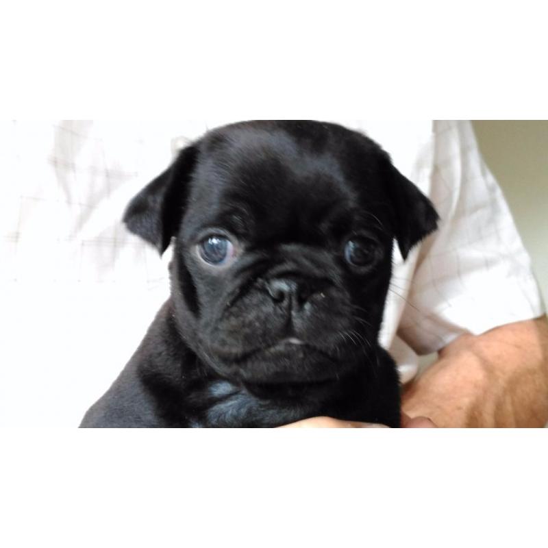 Adorable All Black Girl Pug Puppy