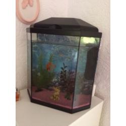 Fish tank
