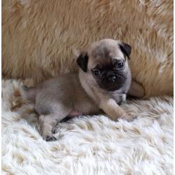 Pugs