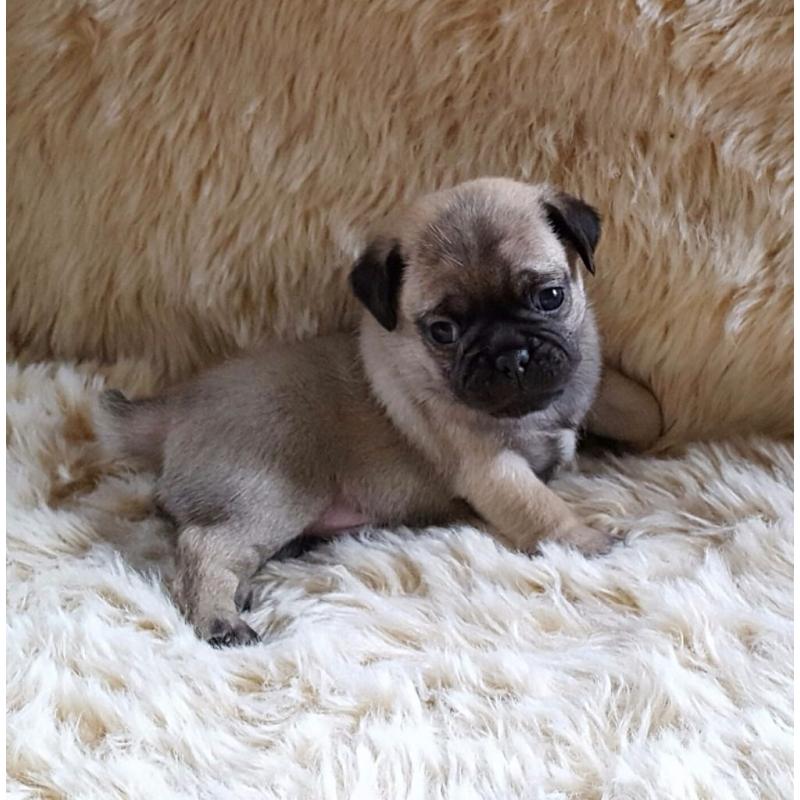 Pugs