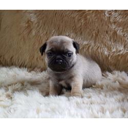 Pugs