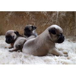 Pugs