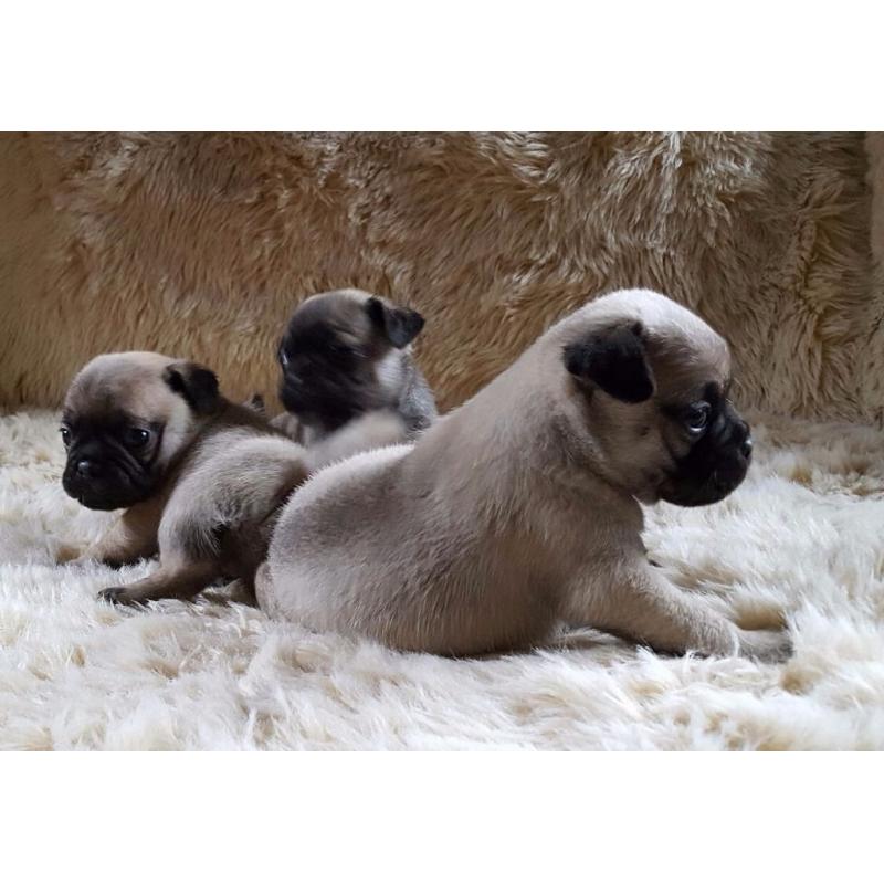 Pugs
