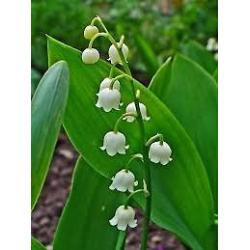 Lily of the Valley - Convallaria majalis - Bare Roots