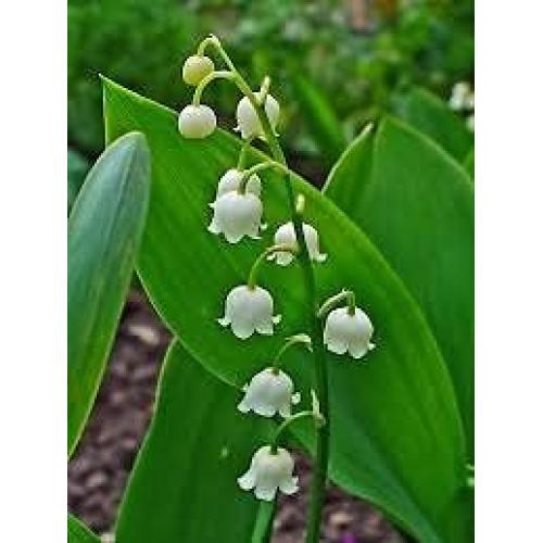 Lily of the Valley - Convallaria majalis - Bare Roots