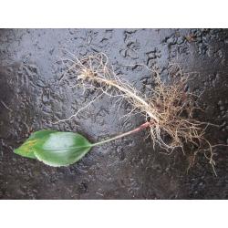 Lily of the Valley - Convallaria majalis - Bare Roots