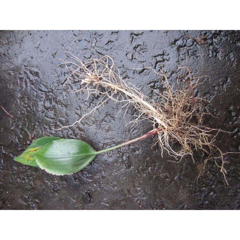 Lily of the Valley - Convallaria majalis - Bare Roots