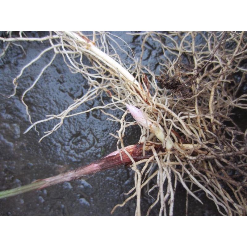 Lily of the Valley - Convallaria majalis - Bare Roots