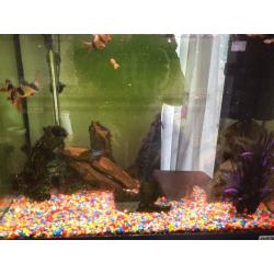 Small fish tank with stand and fish and all the accessories