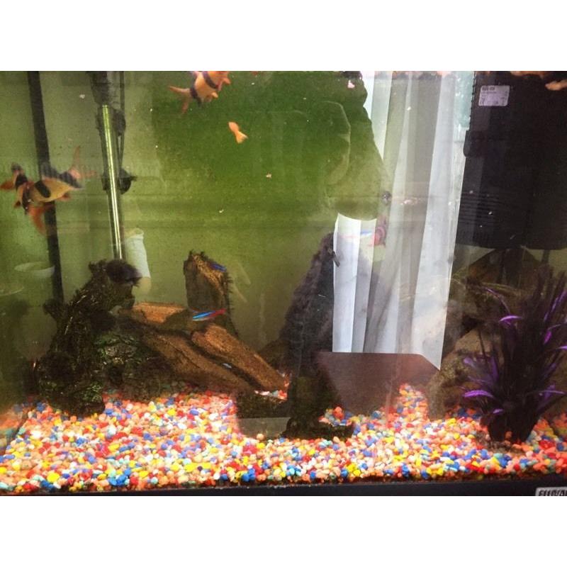 Small fish tank with stand and fish and all the accessories