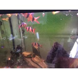 Small fish tank with stand and fish and all the accessories