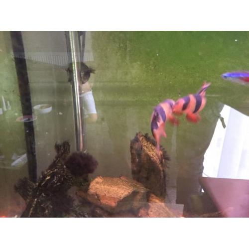 Small fish tank with stand and fish and all the accessories