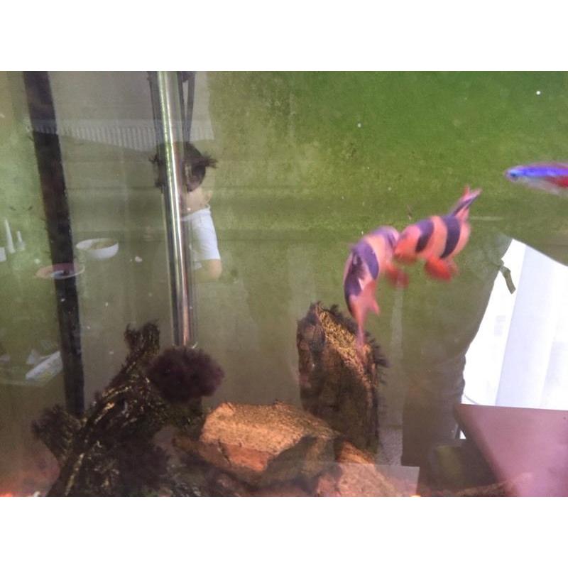 Small fish tank with stand and fish and all the accessories
