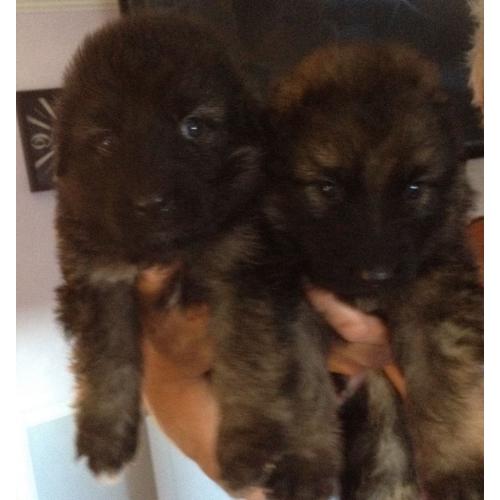 German Shepherd puppies for sale