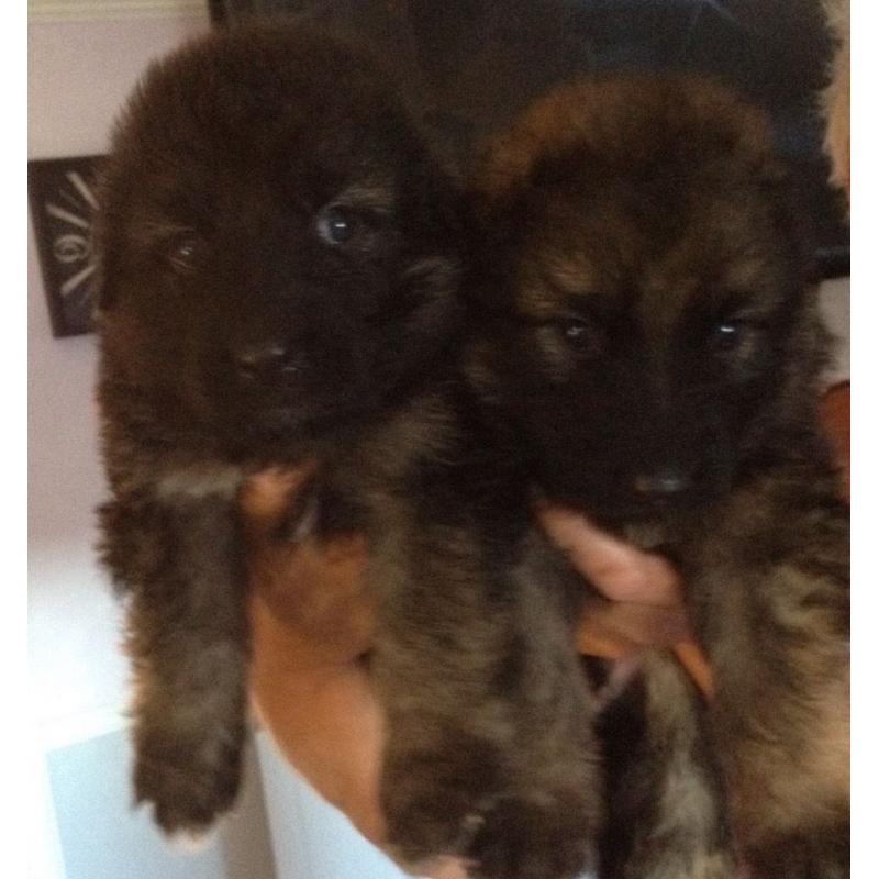German Shepherd puppies for sale