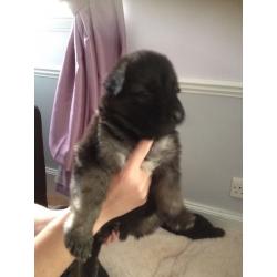 German Shepherd puppies for sale