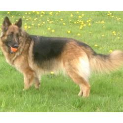 German Shepherd puppies for sale