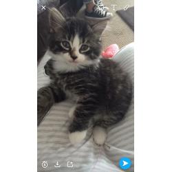 2 boy kittens for sale