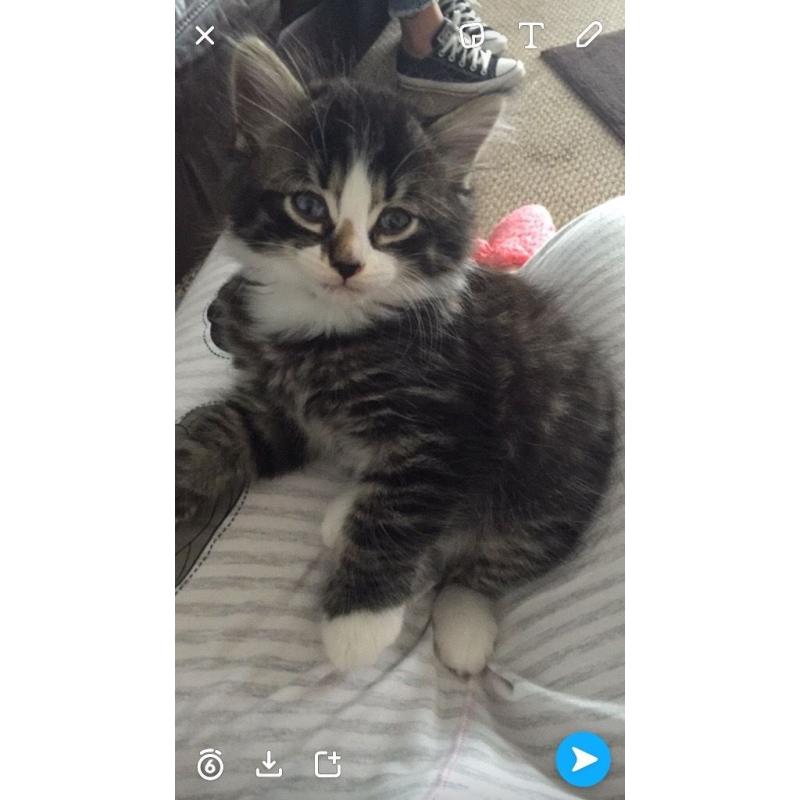 2 boy kittens for sale