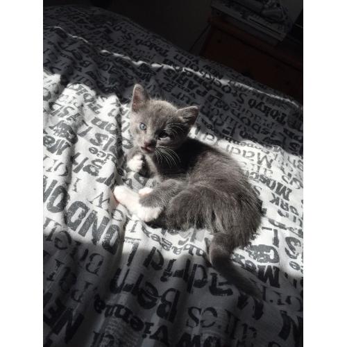 2 boy kittens for sale