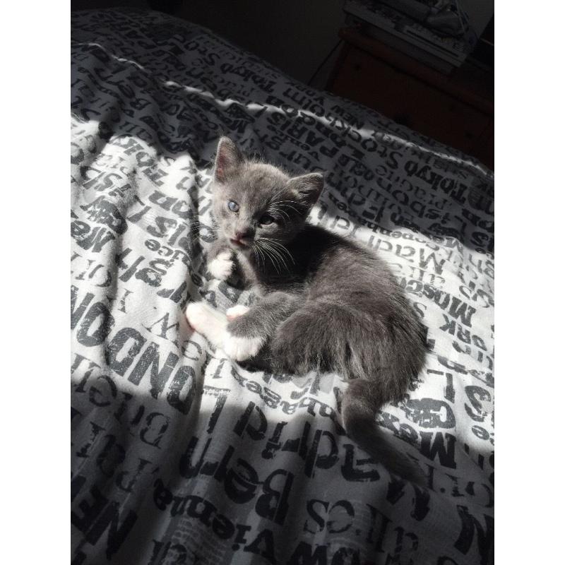 2 boy kittens for sale