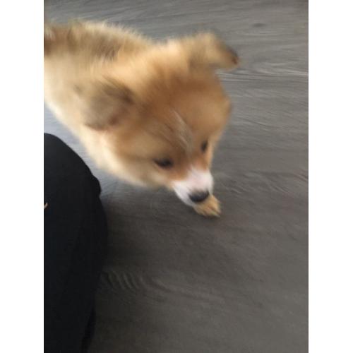 Pom pup for sale