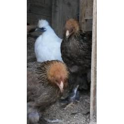 BRAHMA HENS