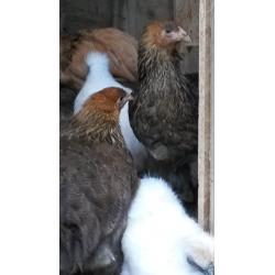 BRAHMA HENS